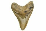 Fossil Megalodon Tooth - North Carolina #361716-1